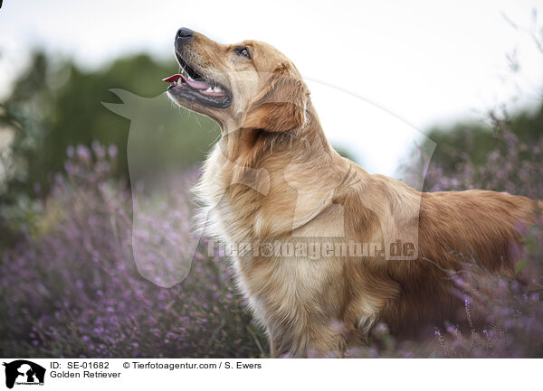 Golden Retriever / Golden Retriever / SE-01682