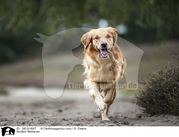 Golden Retriever / Golden Retriever / SE-01687