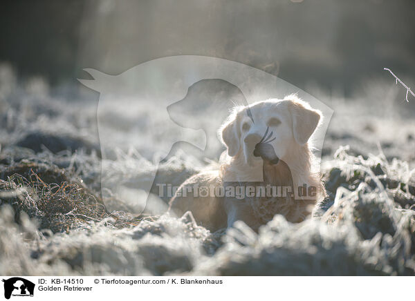 Golden Retriever / Golden Retriever / KB-14510