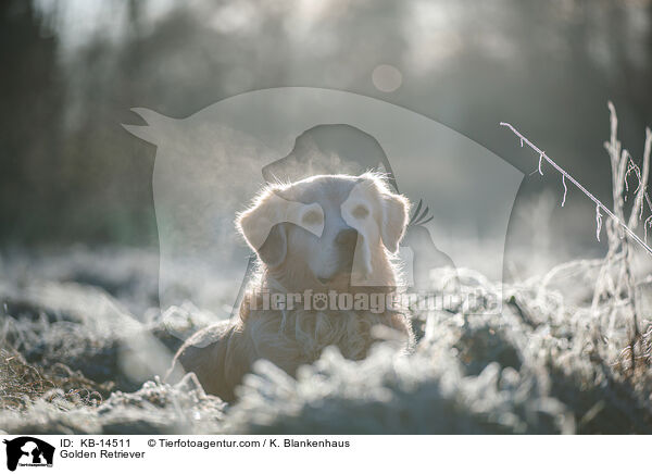 Golden Retriever / KB-14511