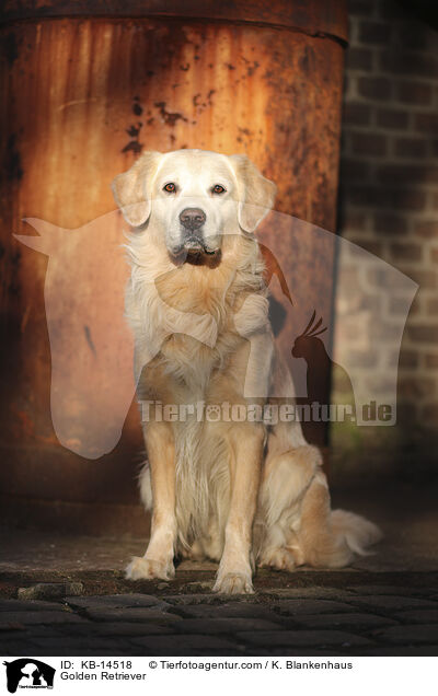 Golden Retriever / Golden Retriever / KB-14518