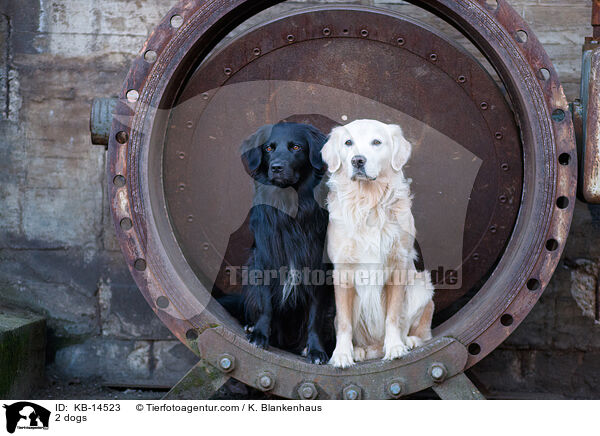 2 dogs / KB-14523