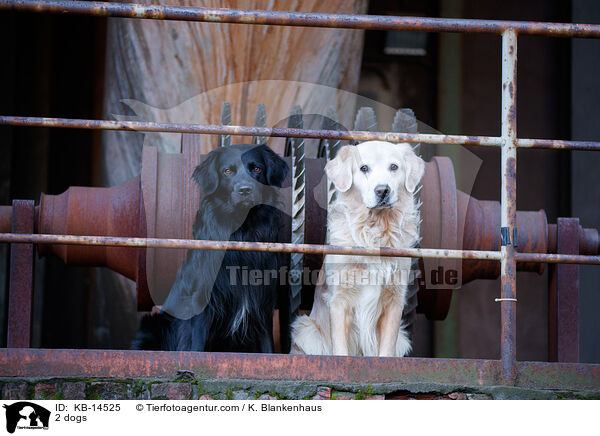 2 Hunde / 2 dogs / KB-14525