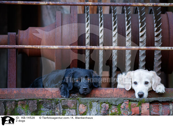2 Hunde / 2 dogs / KB-14528