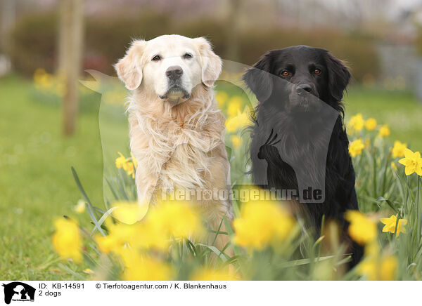 2 Hunde / 2 dogs / KB-14591