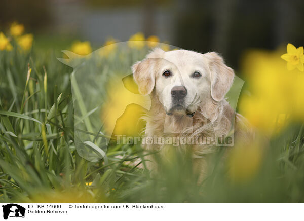 Golden Retriever / Golden Retriever / KB-14600