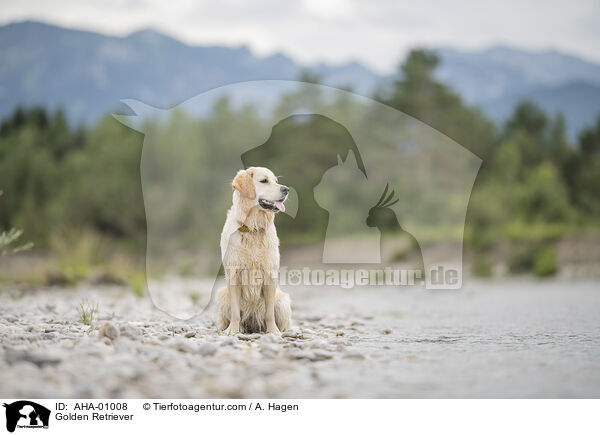 Golden Retriever / Golden Retriever / AHA-01008