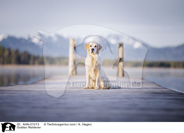 Golden Retriever / Golden Retriever / AHA-01013