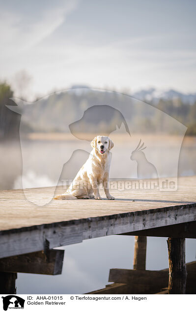 Golden Retriever / Golden Retriever / AHA-01015