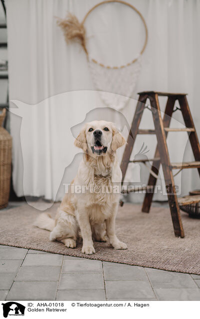 Golden Retriever / Golden Retriever / AHA-01018