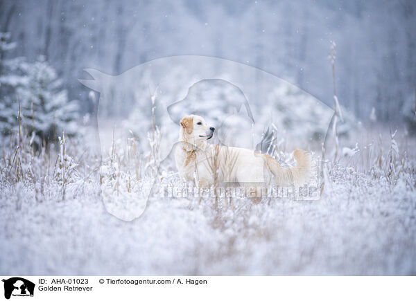 Golden Retriever / Golden Retriever / AHA-01023