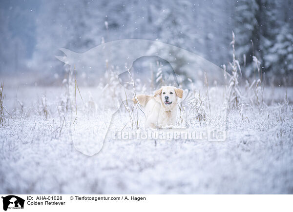 Golden Retriever / Golden Retriever / AHA-01028