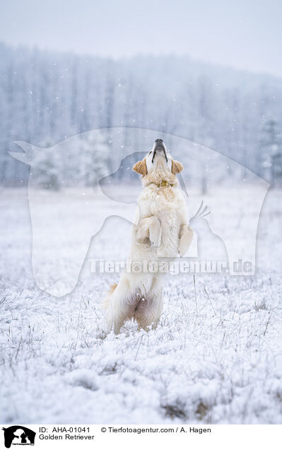 Golden Retriever / Golden Retriever / AHA-01041