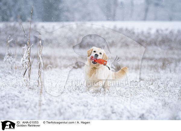 Golden Retriever / Golden Retriever / AHA-01053