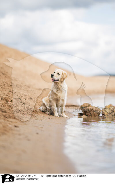 Golden Retriever / Golden Retriever / AHA-01071
