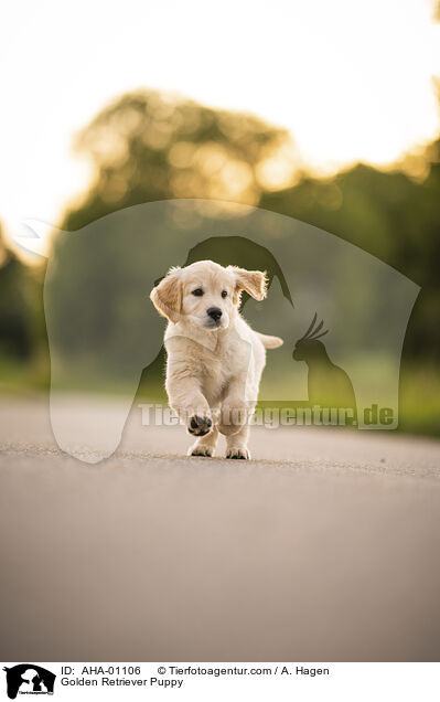 Golden Retriever Puppy / AHA-01106