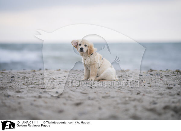 Golden Retriever Puppy / AHA-01111