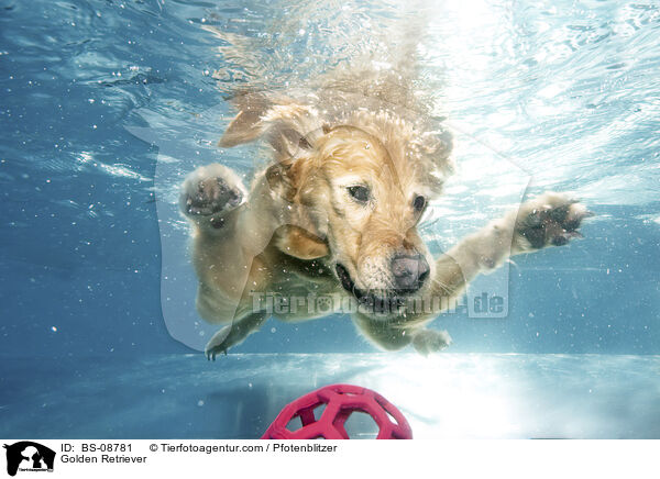 Golden Retriever / Golden Retriever / BS-08781