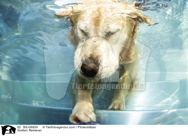 Golden Retriever / BS-08809