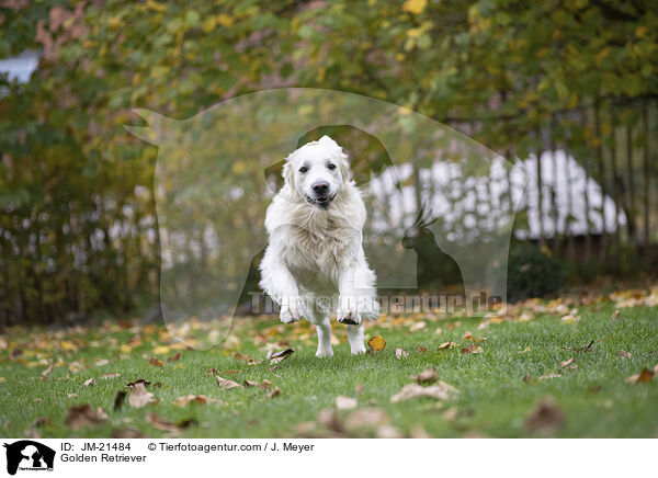 Golden Retriever / Golden Retriever / JM-21484