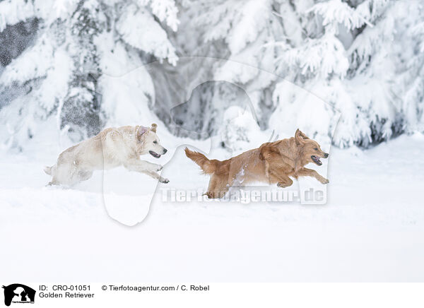 Golden Retriever / Golden Retriever / CRO-01051
