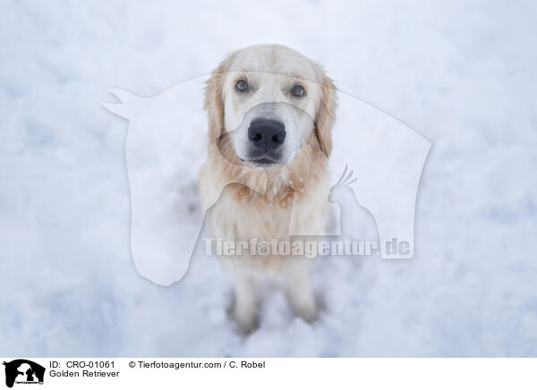 Golden Retriever / Golden Retriever / CRO-01061