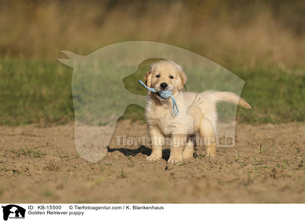 Golden Retriever puppy / KB-15500