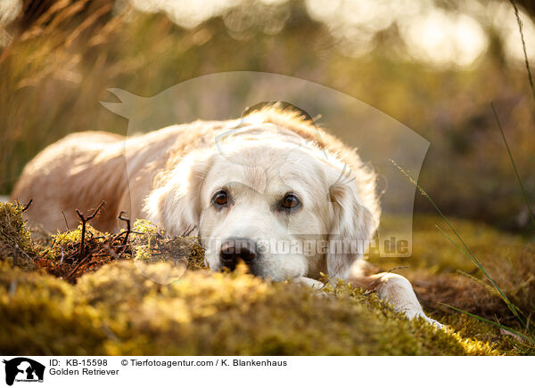 Golden Retriever / KB-15598