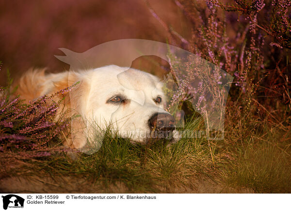 Golden Retriever / Golden Retriever / KB-15599