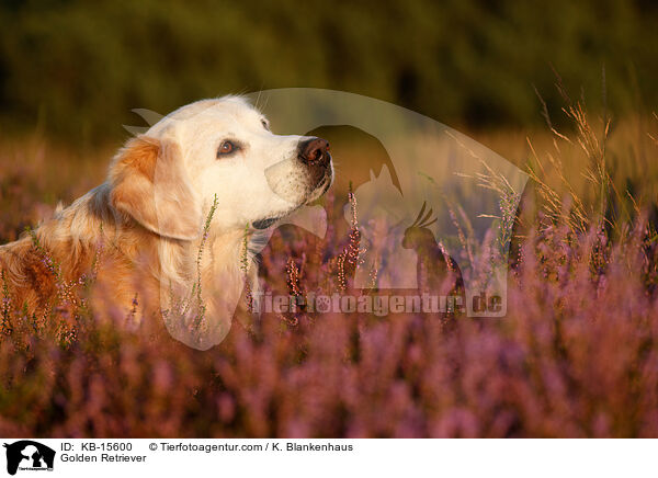 Golden Retriever / Golden Retriever / KB-15600