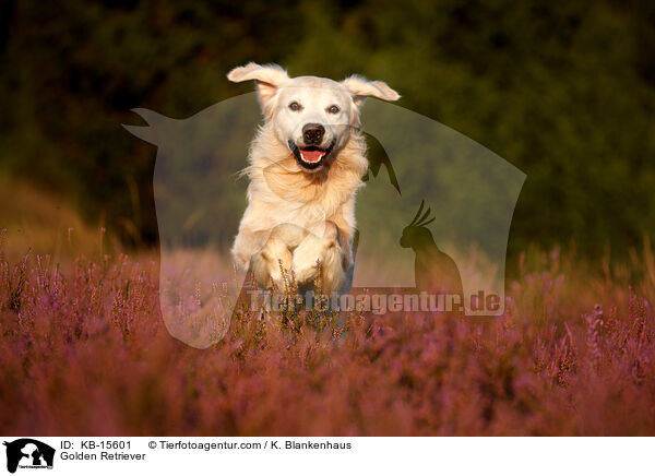 Golden Retriever / Golden Retriever / KB-15601
