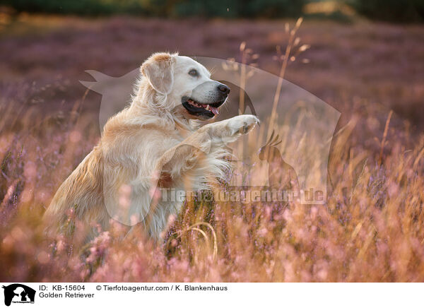 Golden Retriever / Golden Retriever / KB-15604