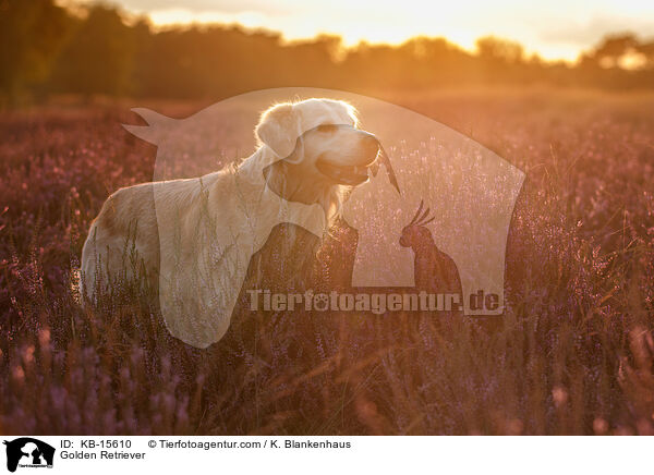 Golden Retriever / Golden Retriever / KB-15610