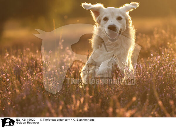 Golden Retriever / Golden Retriever / KB-15620