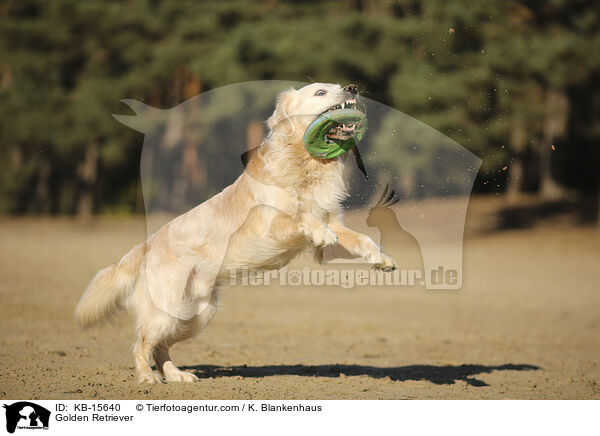 Golden Retriever / Golden Retriever / KB-15640