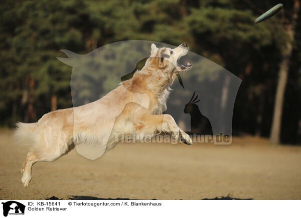 Golden Retriever / Golden Retriever / KB-15641
