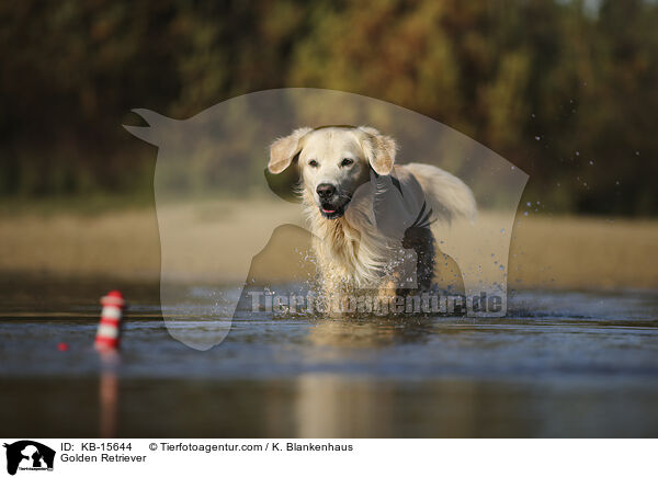 Golden Retriever / Golden Retriever / KB-15644