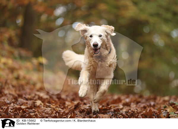 Golden Retriever / Golden Retriever / KB-15662