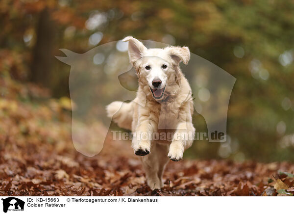 Golden Retriever / Golden Retriever / KB-15663