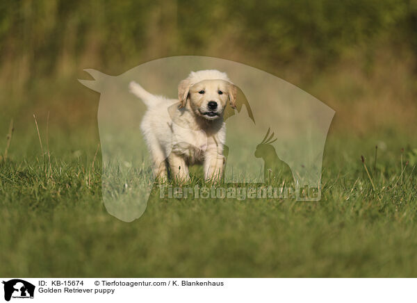 Golden Retriever Welpe / Golden Retriever puppy / KB-15674