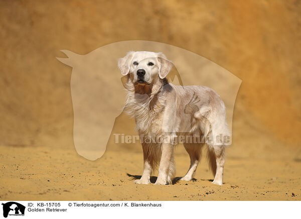 Golden Retriever / Golden Retriever / KB-15705