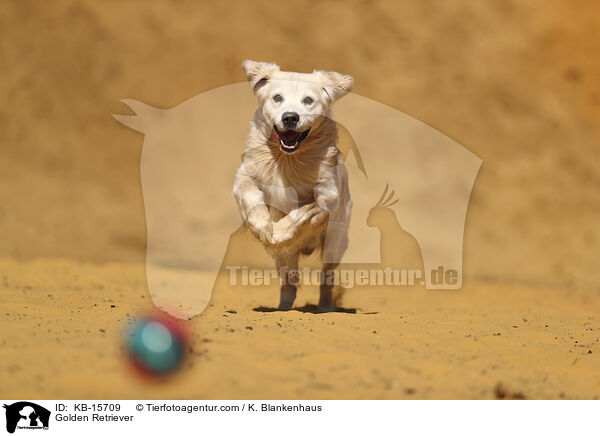 Golden Retriever / KB-15709