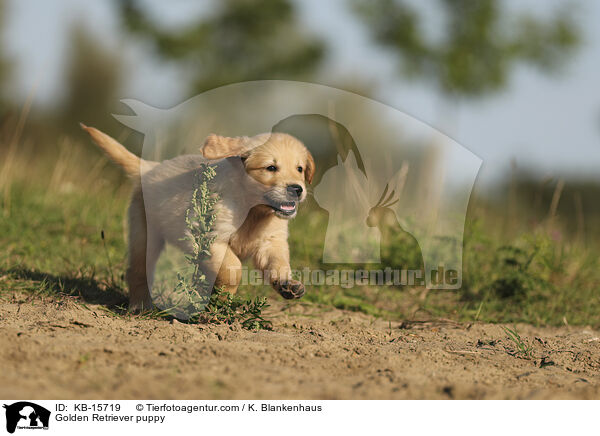 Golden Retriever puppy / KB-15719