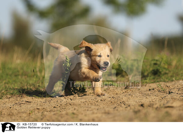 Golden Retriever puppy / KB-15720