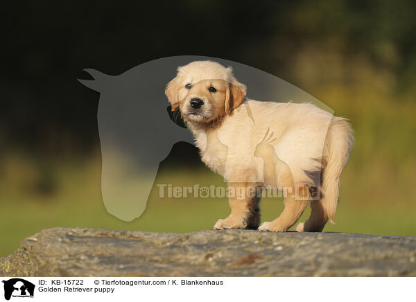 Golden Retriever Welpe / Golden Retriever puppy / KB-15722