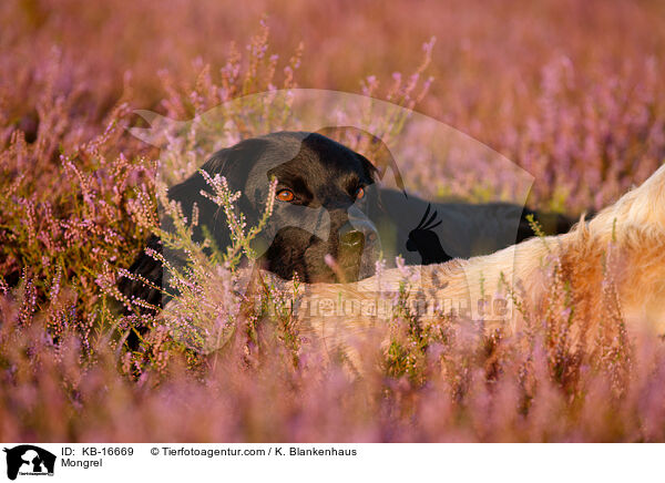 Mischling / Mongrel / KB-16669