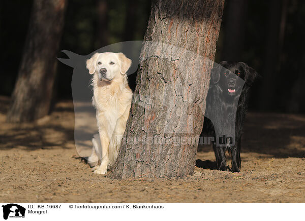 Mischling / Mongrel / KB-16687