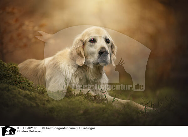 Golden Retriever / CF-02185