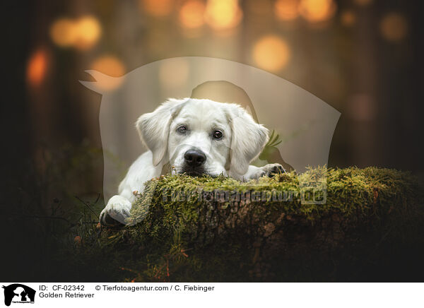 Golden Retriever / Golden Retriever / CF-02342