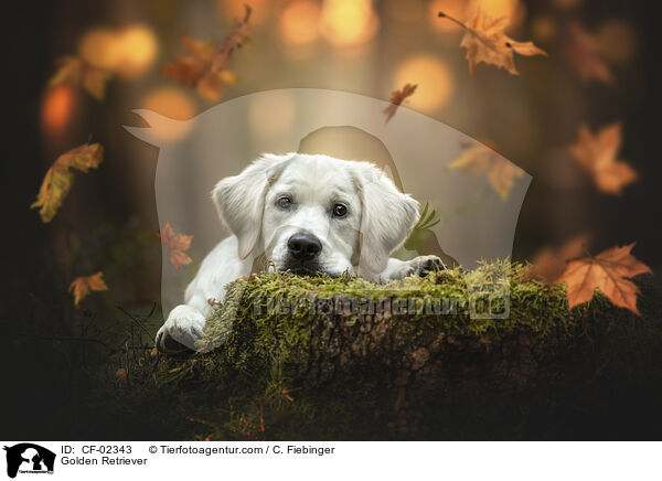 Golden Retriever / Golden Retriever / CF-02343